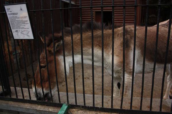 ��� �����. ��� �����