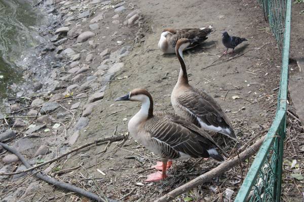 ������ �������