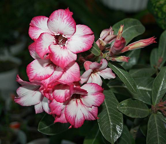 Adenium Camelo