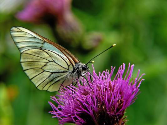  Aporia crataegi