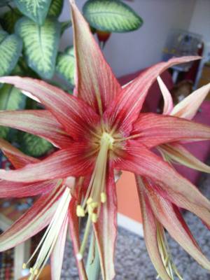 fiore strano!