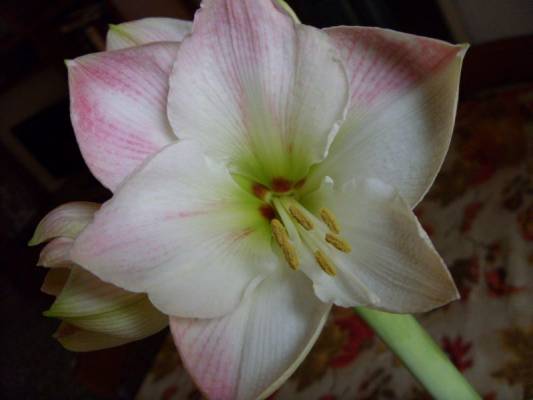 Apple Blossom