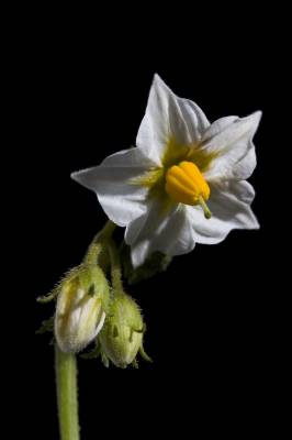 solanum tuberosum