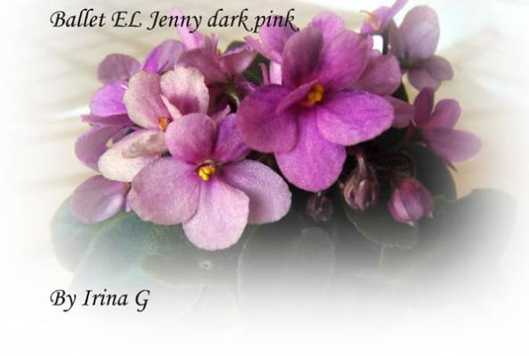 Ballet EL Jenny dark pink  