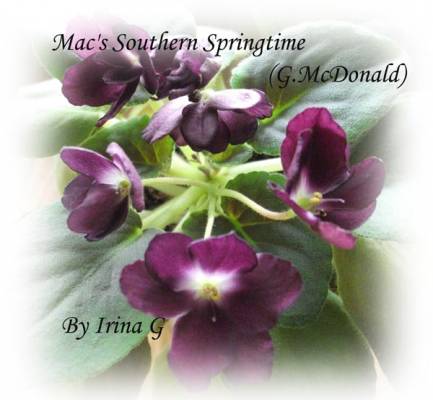 Mac's Southern Springtime   