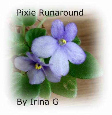 Pixie Runaround   