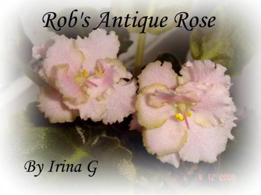 Rob's Antique Rose  