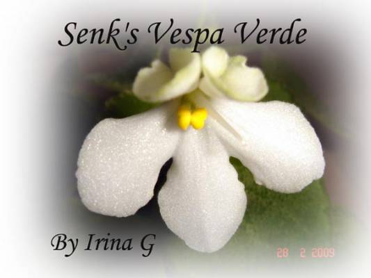 Senk's Vespa Verde  