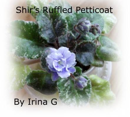 Shirs Ruffled Petticoat  