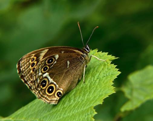  Coenonympha oedippus