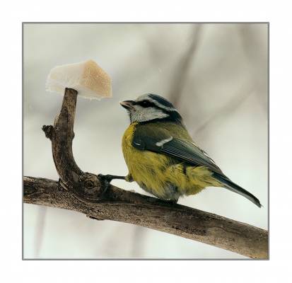 Parus major