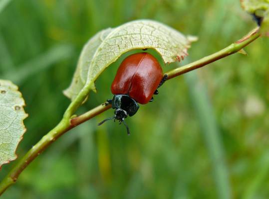   Chrysomela populi