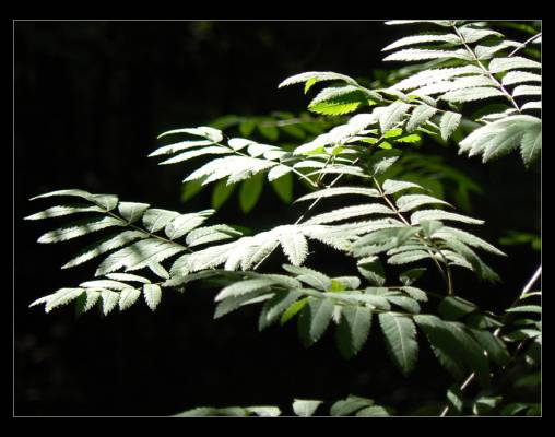 foliage