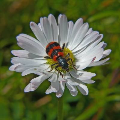   Trichodes apiarius