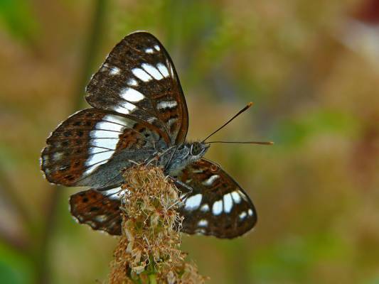   Limenitis camilla