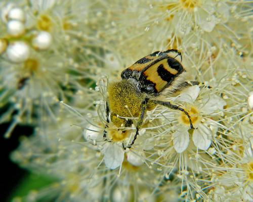   Trichius fasciatus