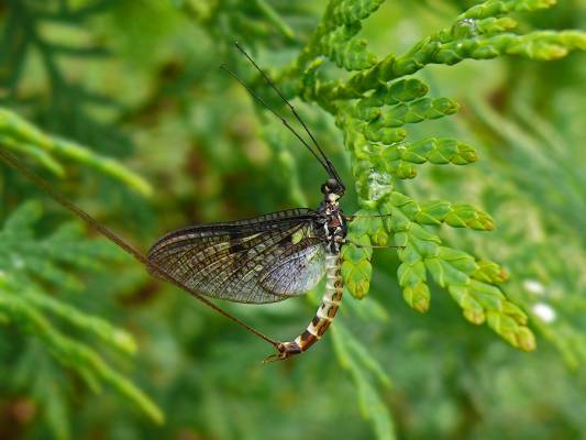   Ephemera vulgata