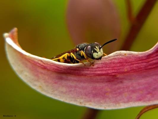   Philanthus triangulum