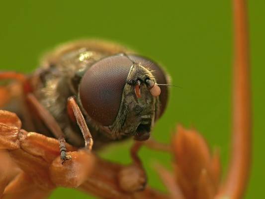 - Cheilosia latifrons