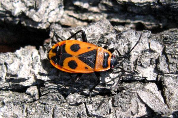 pyrrhocoris apterus