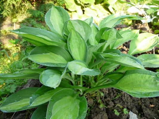 Gypsy Rose 40 � 50