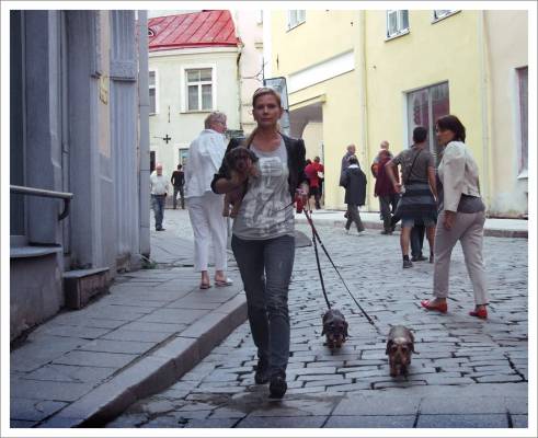 Three doggies