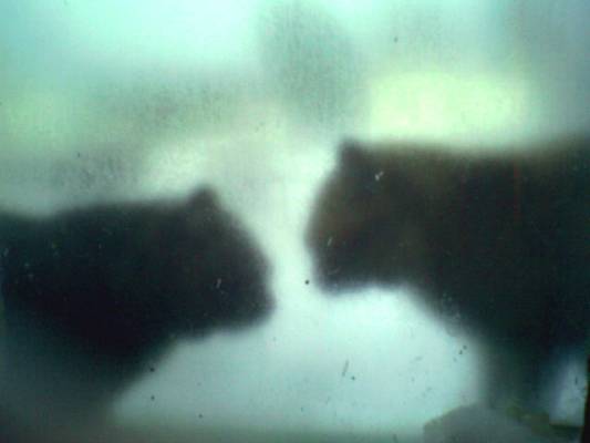 Коты за замороженным окном.