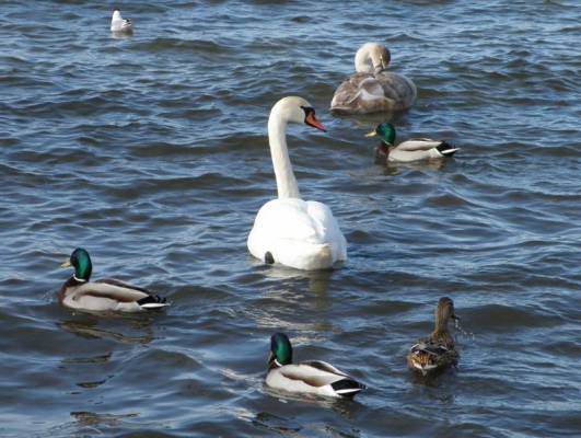 �� ������