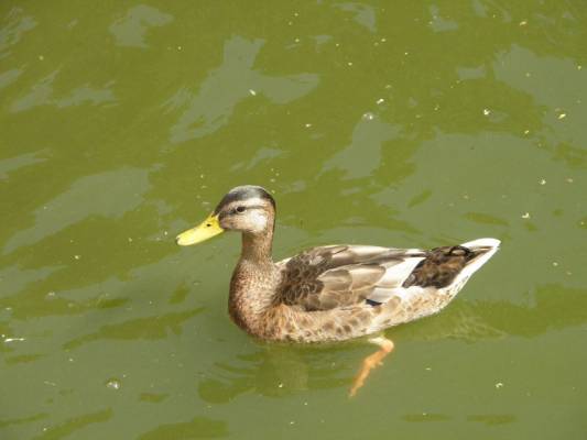 ������� ����