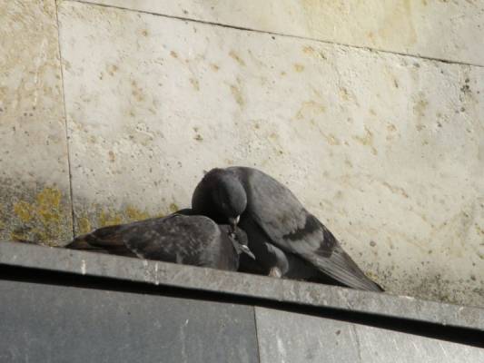 ��� �����