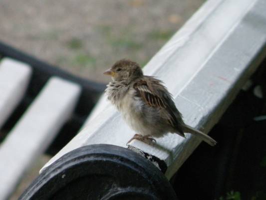 ����� ����