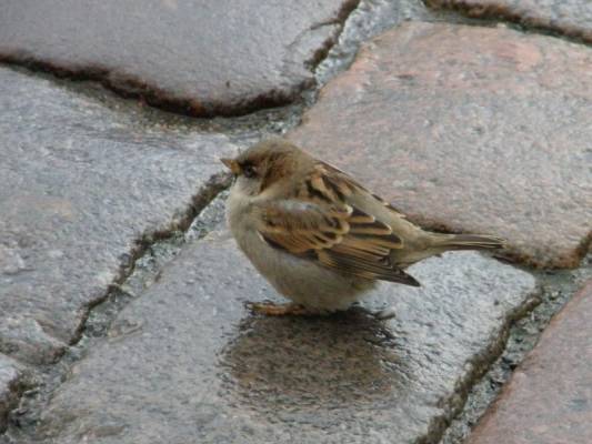 ����� � ������