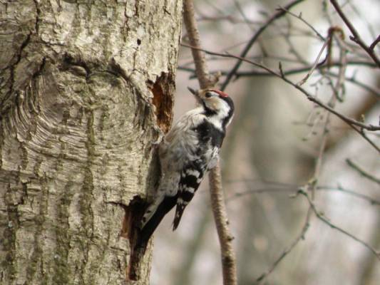 ���-1 - � ��������� ����