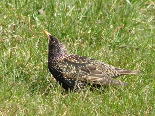 ��� ������