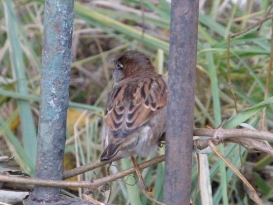 ��� �������