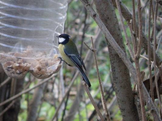 � ��������