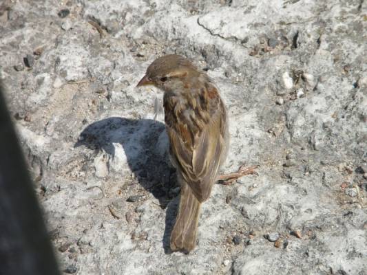 ����� �� �����