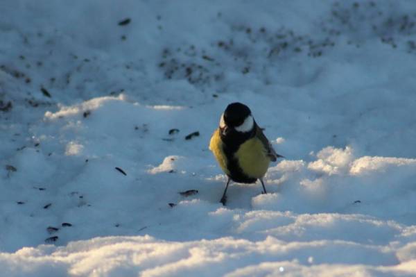 ����������� ������- ������ ������?