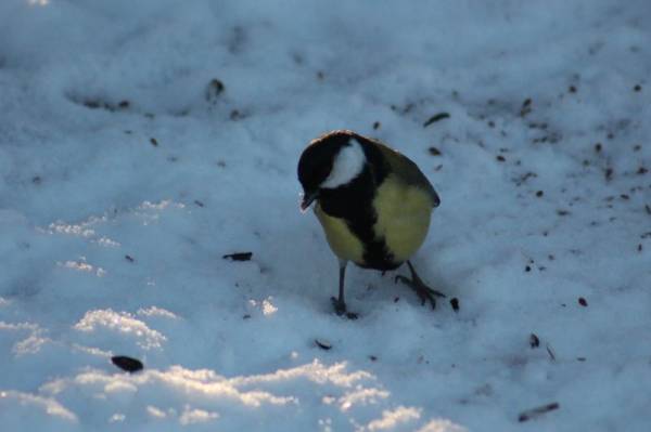 ����������� ������- ������ ������ ��� �� ���...