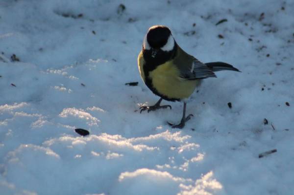 ����������� ������- ����- ��� �� ����!