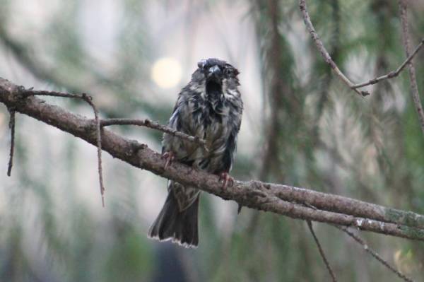 ������� ������