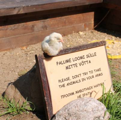 ��� �����������