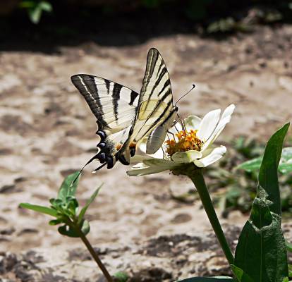 Iphiclides podalirius