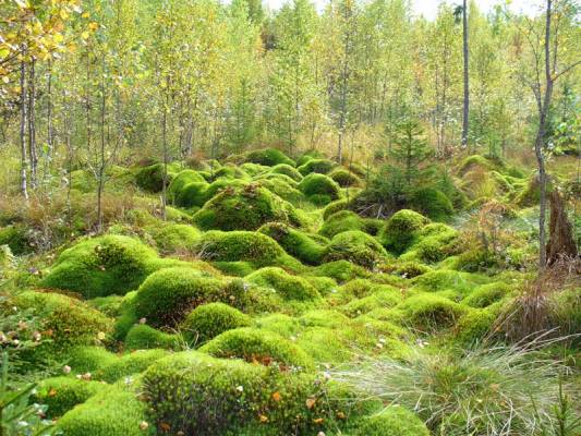 Carelian swamp