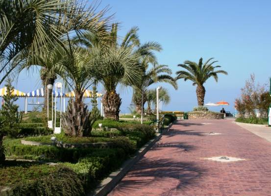 Sochi. Palm-trees.