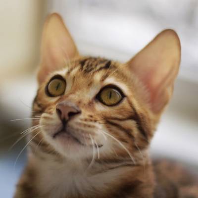Питомник бенгальских кошек https://suncattery.com