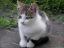Котенок