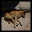 sleeping dog