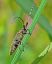 - Agapanthia villosoviridescens