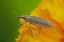 Долгоносик Фрачник обыкновенный Lixus iridis 